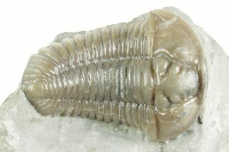Fossil Flexicalymene Trilobite - Mt Orab, Ohio #380313