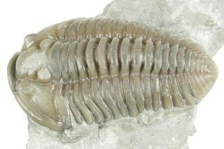 Fossil Flexicalymene Trilobite - Mt Orab, Ohio #380320
