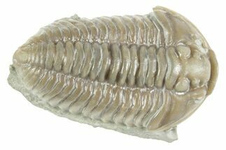 Prone Flexicalymene Trilobite - Mt Orab, Ohio #380323