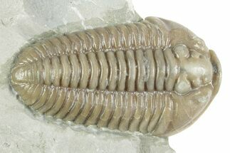 Prone Flexicalymene Trilobite - Mt Orab, Ohio #380324