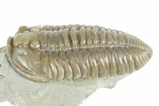 Prone Flexicalymene Trilobite - Mt Orab, Ohio #380329