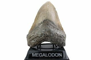Fossil Shark Teeth For Sale