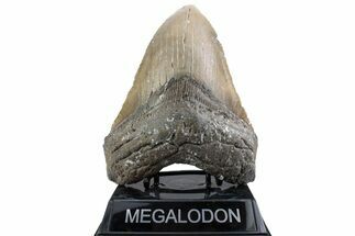 Huge, Fossil Megalodon Tooth - North Carolina #381344