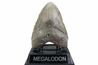 Fossil Megalodon Tooth - North Carolina #381345