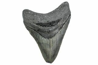 Serrated, Fossil Megalodon Tooth - North Carolina #381372