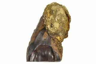 Fossil Triceratops Shed Tooth - Wyoming #379867