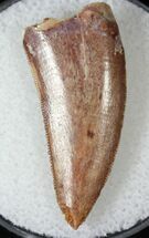 Very Large Raptor Tooth From Morocco - #19937