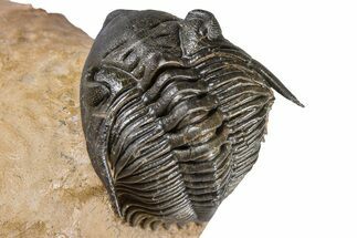 Chocolate-Brown Metacanthina Trilobite - Lghaft, Morocco #381460