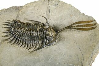 Spiny Trident Walliserops Trilobite - Foum Zguid, Morocco #381462
