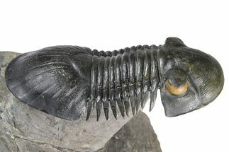 Flying Paralejurus Trilobite - Orange Eye Preservation! #381466