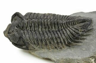 Large, Bug-Eyed Coltraneia Trilobite Fossil - Ofaten, Morocco #381470