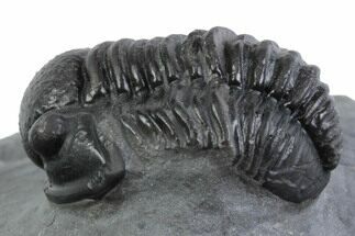 Curled Proetid (Gerastos) Trilobite Fossil - Morocco #377278