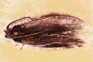 Detailed Fossil Moth (Lepidoptera) in Baltic Amber #381215