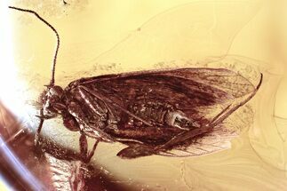 Detailed Fossil Moth (Lepidoptera) in Baltic Amber #381217