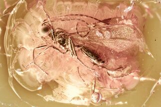 Detailed Fossil Parasitoid Wasp (Braconidae) in Baltic Amber #381236