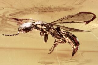 Fossil Wasp (Bethylidae) In Baltic Amber #381238
