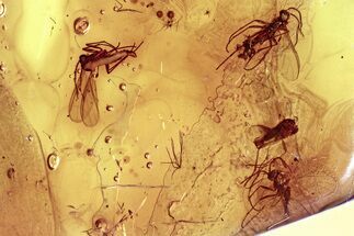 Fossil Dark-Winged Fungus Gnat Swarm (Sciaridae) In Baltic Amber #381244