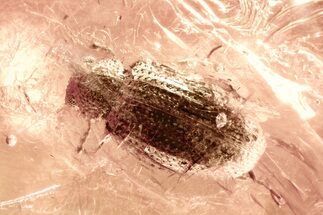 Fossil Fungus Beetle (Corticariinae) and True Midge in Baltic Amber #381260