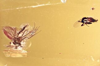 Detailed Fossil Biting Midge and Dung Midge In Baltic Amber #381269