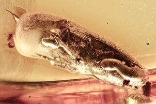 Detailed Fossil False Click Beetle (Eucnemidae) in Baltic Amber #381282