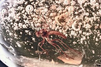 Detailed Fossil Fungus Gnat (Mycetophilidae) In Baltic Amber #381309