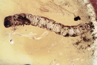 Detailed Fossil Moth (Lepidoptera) Larva in Baltic Amber #381312
