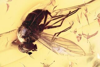 Detailed Fossil Predatory Snipe Fly (Rhagionidae) In Baltic Amber #381321