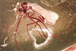 Large Fossil True Midge (Chironomidae) in Baltic Amber #381327