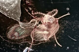 Fossil Moth Fly (Psychodidae) In Baltic Amber #381339