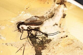 Detailed Fossil True Midge (Chironomidae) Laying Eggs in Baltic Amber #381495