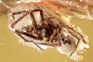 Detailed Fossil Spider (Araneae) In Baltic Amber #381530
