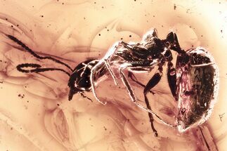 Detailed Fossil Ant (Dolichoderinae) In Baltic Amber #381555