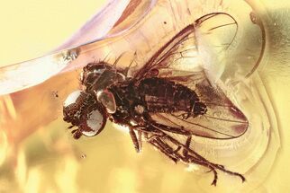 Detailed Fossil Fly (Microphorinae) with Large Eyes In Baltic Amber #381568