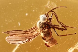 Detailed Fossil Dagger Fly (Empididae) In Baltic Amber #381570
