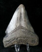Tan Megalodon Tooth #19953