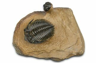Large Metacanthina Trilobite With Reedops - Lghaft, Morocco #381585