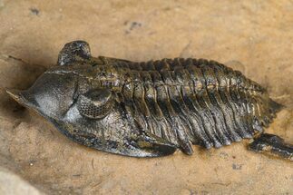 Pseudocryphaeus (Cryphina) Trilobite - Lghaft, Morocco #381590