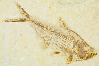 Detailed Fossil Fish (Diplomystus) - Wyoming #379496