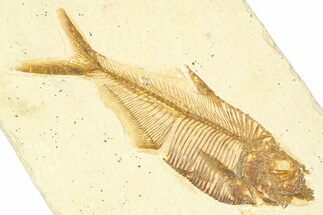 Detailed Fossil Fish (Diplomystus) - Wyoming #379500