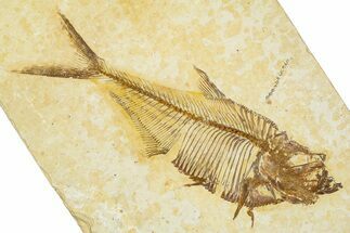 Detailed Fossil Fish (Diplomystus) - Wyoming #379504