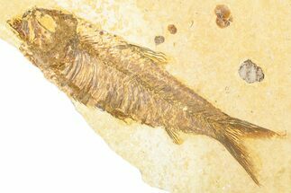 Detailed Fossil Fish (Knightia) - Wyoming #379520