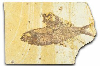 Detailed Fossil Fish (Knightia) - Wyoming #379526