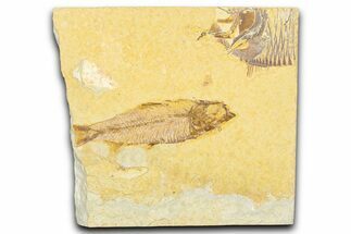 Detailed Fossil Fish (Knightia) - Wyoming #379528