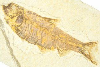 Detailed Fossil Fish (Knightia) - Wyoming #379530