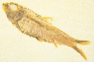 Detailed Fossil Fish (Knightia) - Wyoming #379538