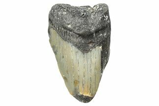 Partial, Fossil Megalodon Tooth - North Carolina #381544