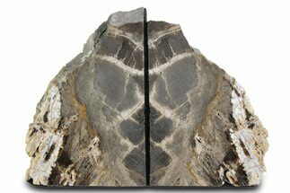 Petrified Wood (Oak) Bookends - Oregon #382134