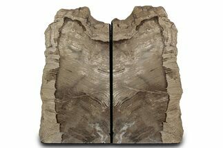 Tall Petrified Wood Bookends - Sweet Home, Oregon #382153