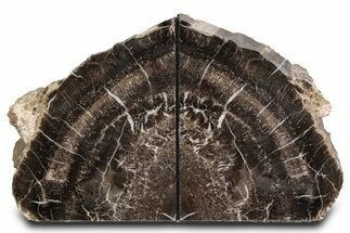 Tall Triassic Age Petrified Wood Bookends - Arizona #382169
