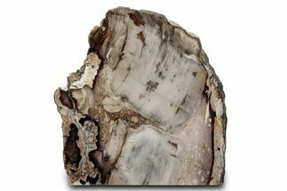Free-Standing,Polished Petrified Wood - McDermitt, Oregon #382178